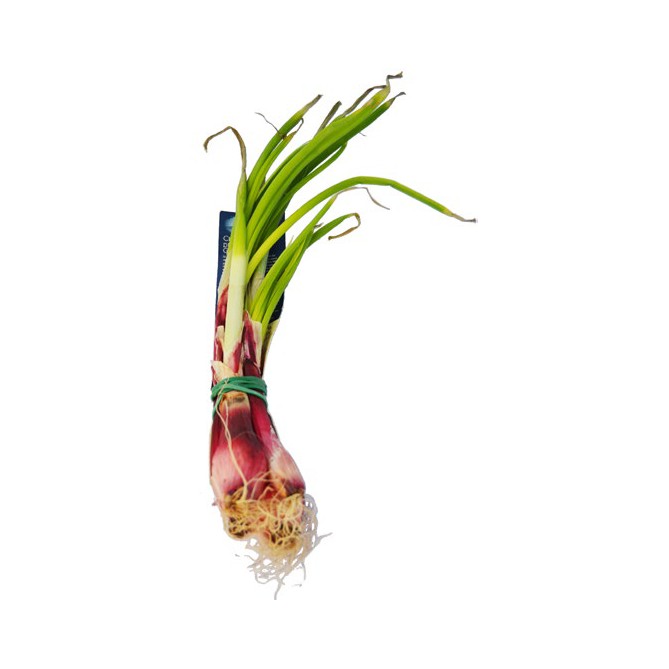 Elastici In Gomma Rossa per Agricoltura 1kg - antiossidante - resistente raggi UV - diametro 2