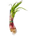 Elastici In Gomma Rossa per Agricoltura 1kg - antiossidante - resistente raggi UV - diametro 2